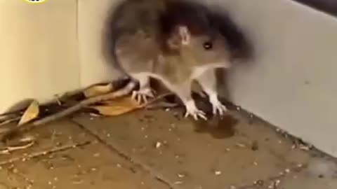 Funny mouse video