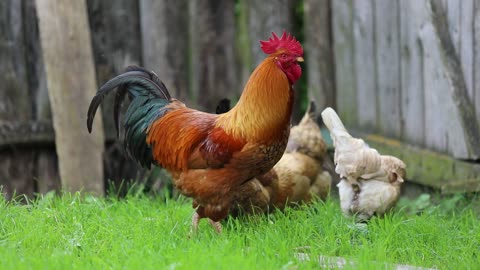 Rooster and chicken