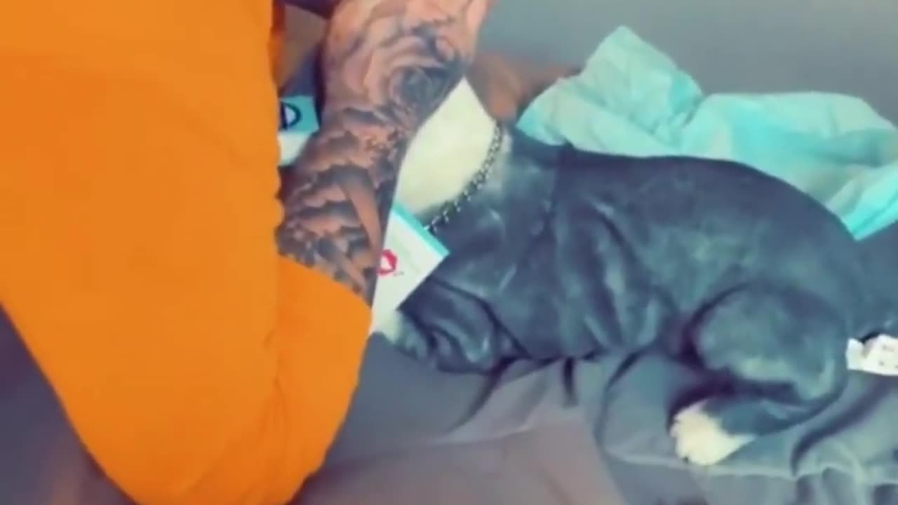 A Special Gift After Dog Passes #dog