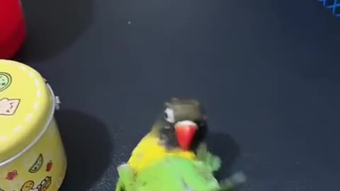Smart Parrot
