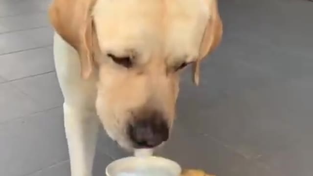 Funniest and Cutest Labrador Puppies 🐩😍 #1 Funny Puppy videos 2022