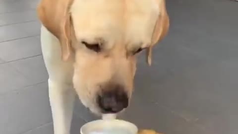 Funniest and Cutest Labrador Puppies 🐩😍 #1 Funny Puppy videos 2022