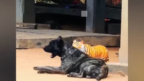 Cute Dogs Meeting a Tiger For the First Time | Super Dog