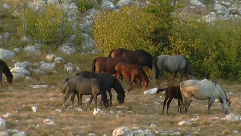 Wild Horses Livno #2