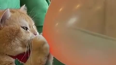Animal funny video