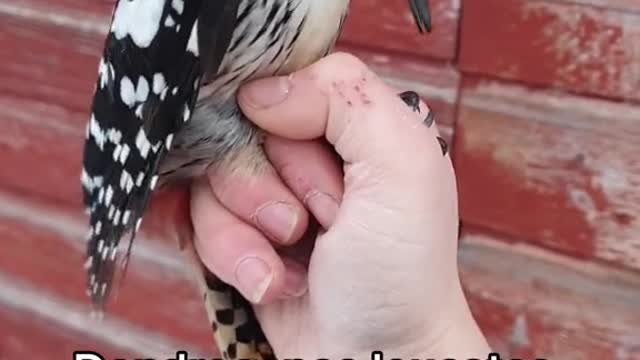 Dunno why this video disappeared, so here it is again. Introducing white-backed woodpecker,