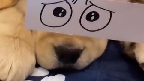 Very meme able pup 😊