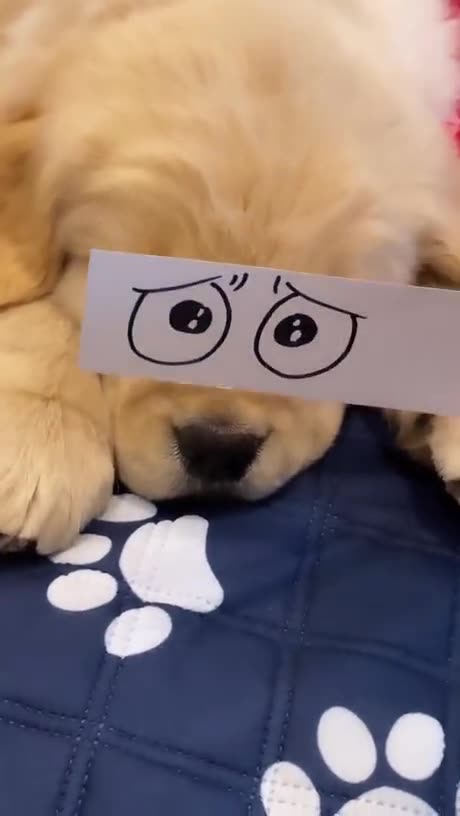 Very meme able pup 😊