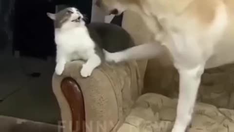 Funny animals 😂😂😂