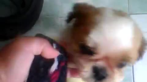 so cute (những chú chó con dễ thương)