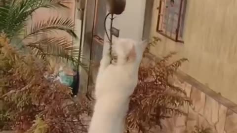Funny animals dancing 💃😄 funny animals fighting 😄