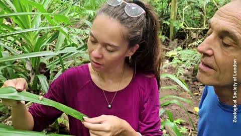 Once-extinct snail species found after 40 years in French Polynesia