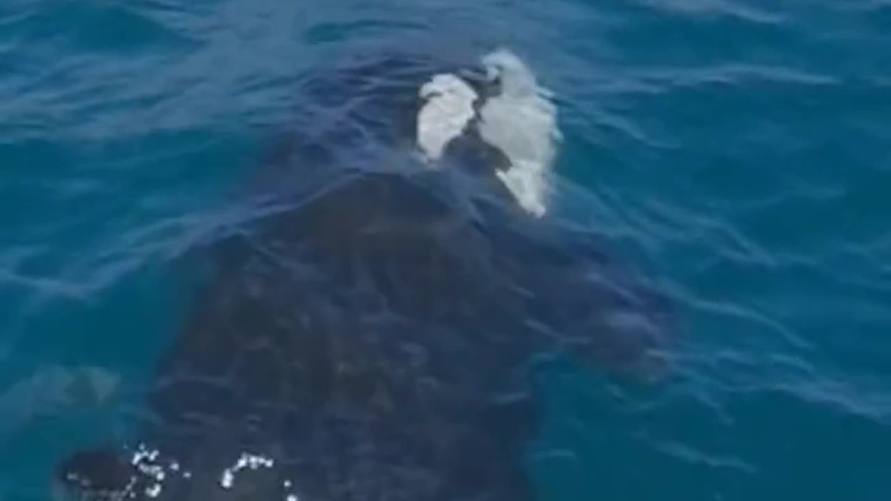 Whale enjoyment