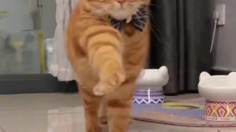 Funny animal's comedy videos l kool media