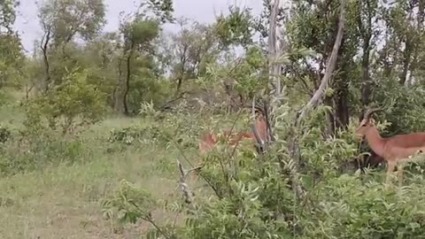 Impala Rams Fighting