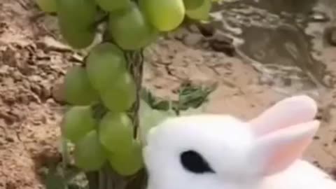 Cute Animals Video Eating Grapes
