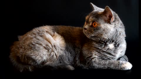 Cats eyes beautiful