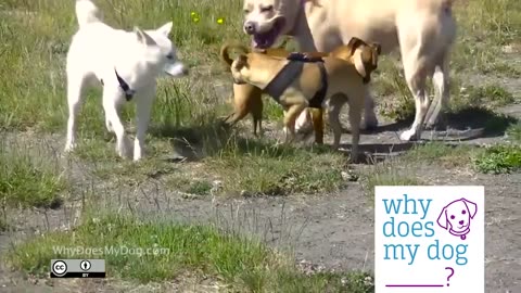 What Does A Good Dog Meeting Look Like