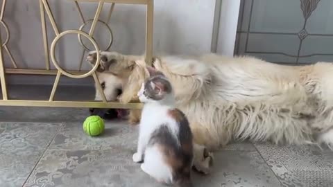 Golden Retriever and Baby Kitten are playing with a ball