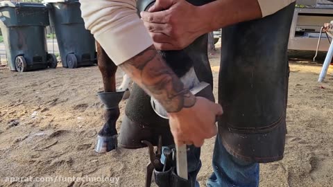 HUGE stone STUCK in Cows foot.