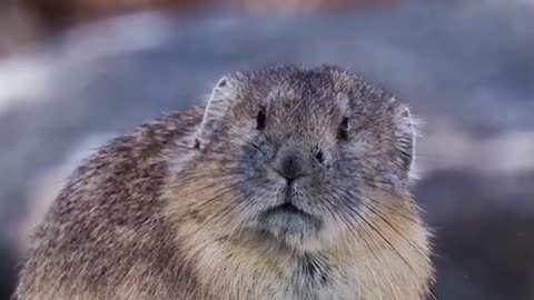 He's breathing fresh air, or smelling something dangerous