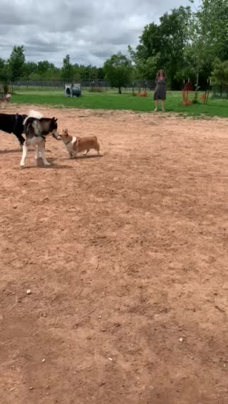 Is My Siberian Husky A Snob?