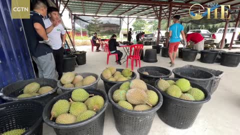 Malaysia feeding China's increasing demand for durians