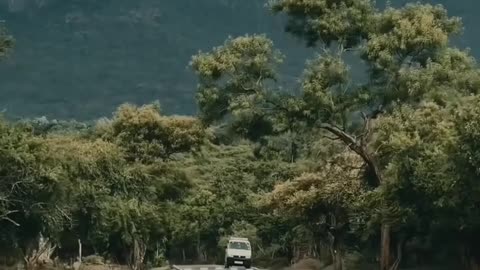 Nature's Symphony: Exploring Forests and Wildlife