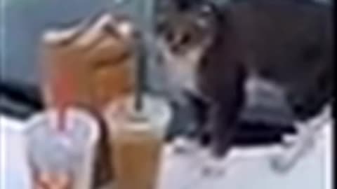 Cute animals 79 | Funniest Animals - Best Of The 2021 Funny Animal V, funny animal videos #shorts
