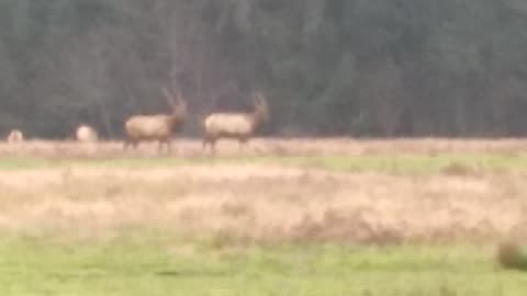 Elk Fight