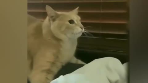funny animals video 2024