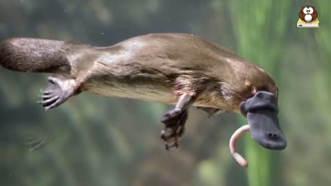 What Is A Platypus? 10 Facts about the Platypus!