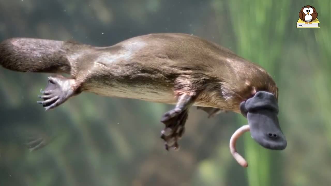 What Is A Platypus? 10 Facts about the Platypus!