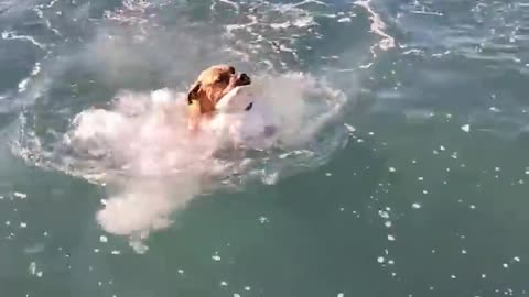 Dogi with grils