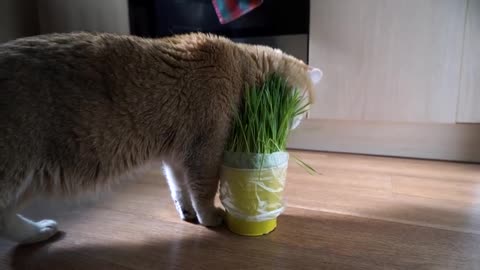 Hosico and grass