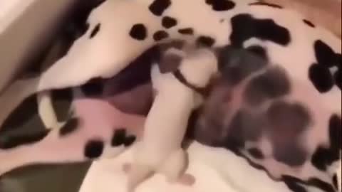 happy dog