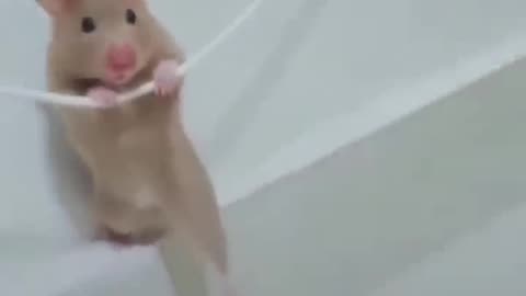 Animal comedy video
