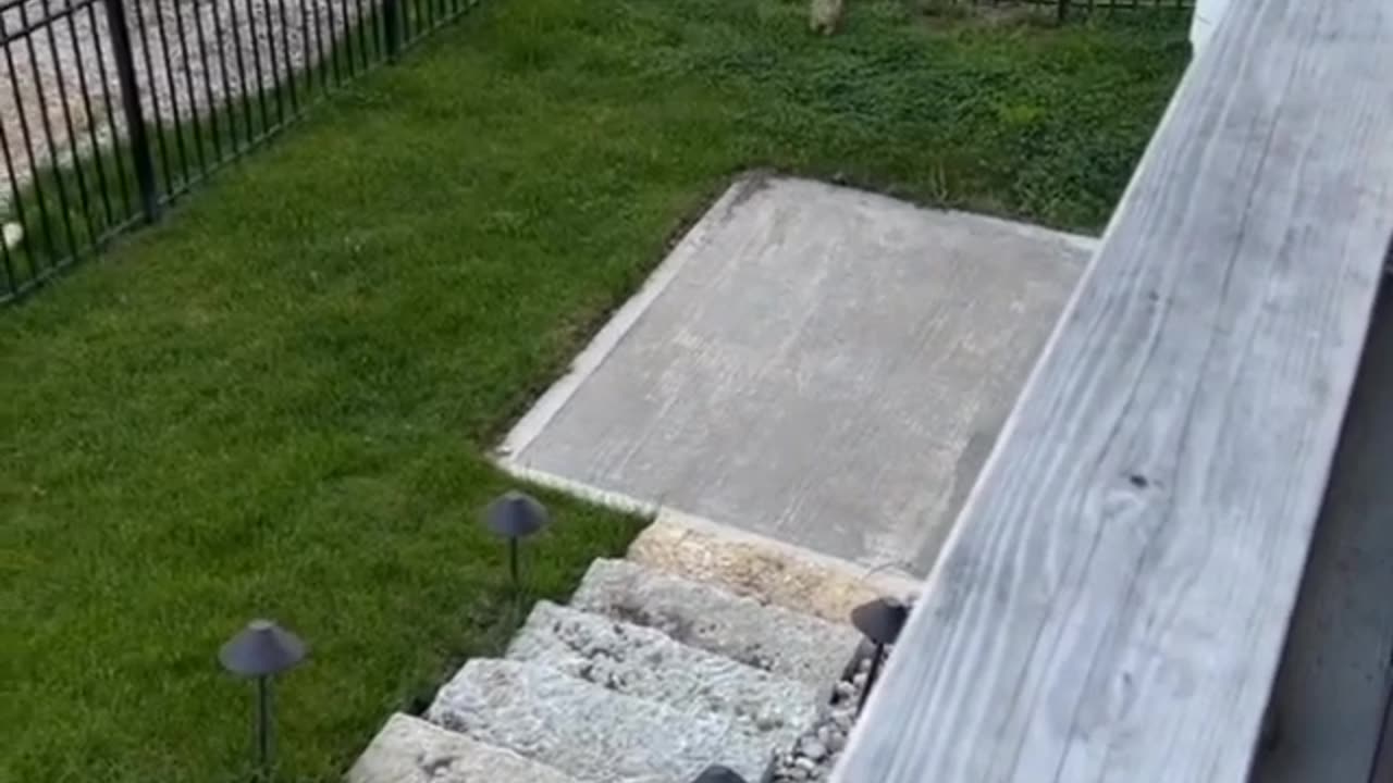 Mama, mama, mama, cat, beauti, cat, beauti, mama