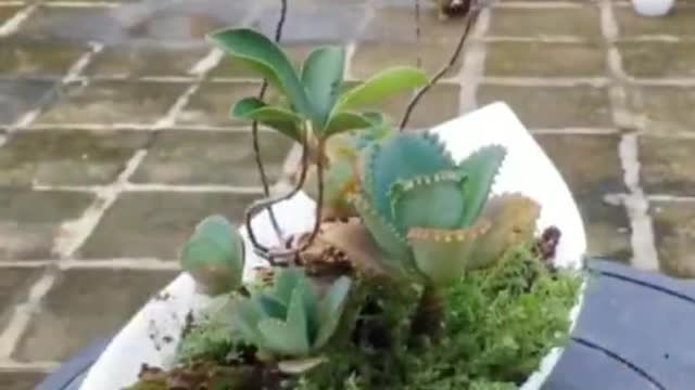 Teach you how to make bonsai easily 3