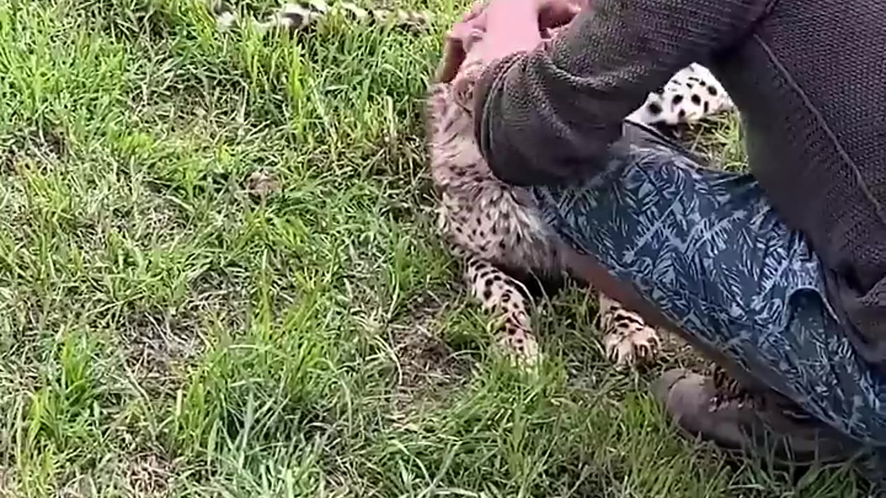 I WANT A PET A CHETTAH