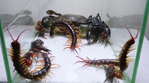 Sea Crab Centipede Emperor Scorpion Water-5