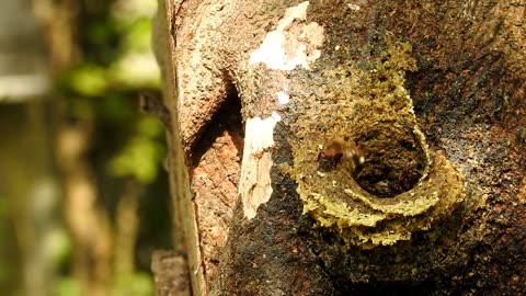 The charming appearance of the Sumatran stingless bee | Aceh, Sumatra, Indonesia