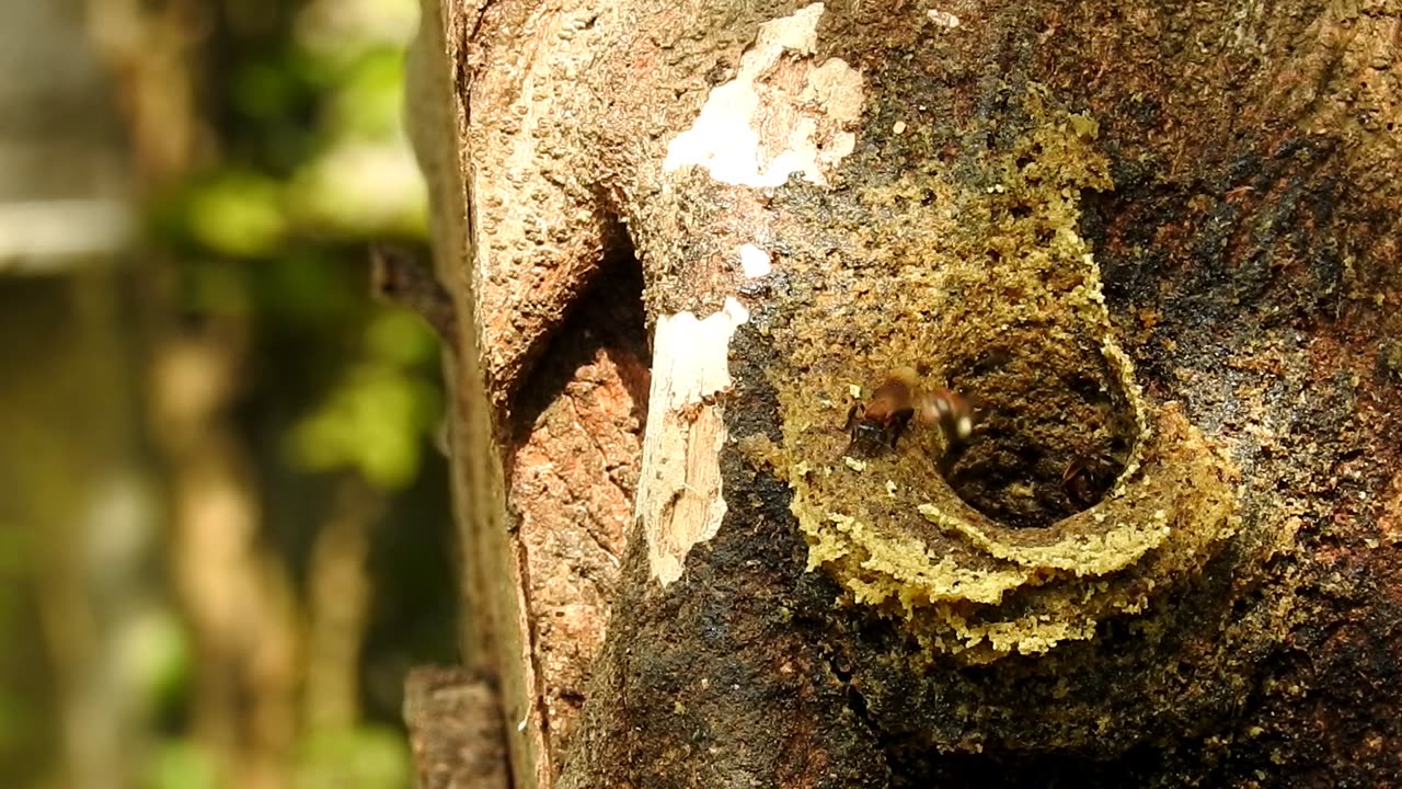 The charming appearance of the Sumatran stingless bee | Aceh, Sumatra, Indonesia