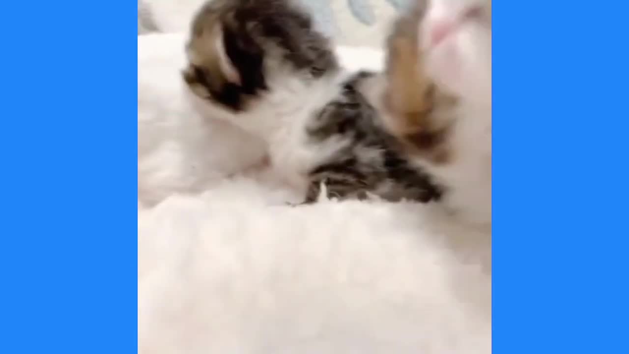 cute and funny animals compilation #3