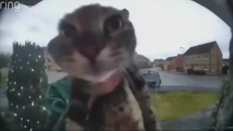 Doorbell Cat