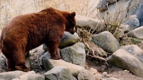 collection of videos of animals in the wild