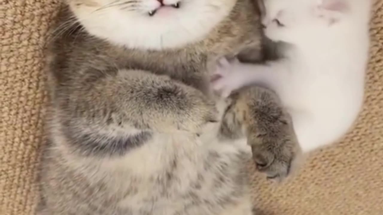 Cute Cats & Funny Cats 😍😍😅😅 #shorts #cats #viral #mmvcats