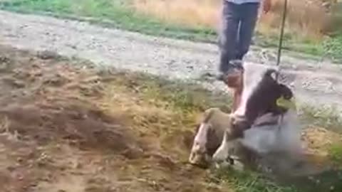 ANIMALS🤭🤭🤭