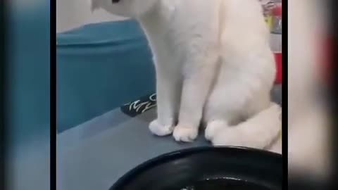 Lovely Cute Cats