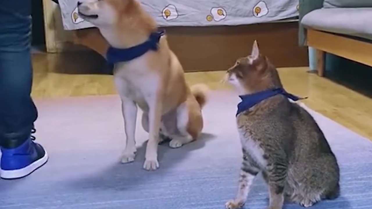 Training dogs and cats